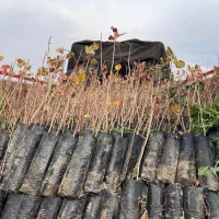 فروش نهال پسته