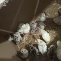 جوجه بوقلمون با مادر