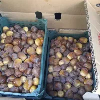 رطب برحی تازه درشت عسلی وخرما برحی اماده
