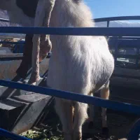 بز.پازن.میش