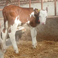 تهیه انواع گوساله های لوکس شیر خوار|حیوانات مزرعه|بندر ترکمن, |دیوار