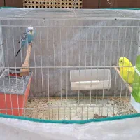 یک جفت مرغ عشق