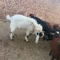 دوراس نربز پاکستانی بهترین جنس