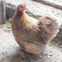 تخم کوشین|حیوانات مزرعه|لولمان, |دیوار