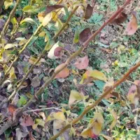 نهال بضمانت ۱۰۰درصد موقع محصول هم جواب گو هستم