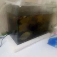 آکواریوم کوچک و ۵ تا گوپی