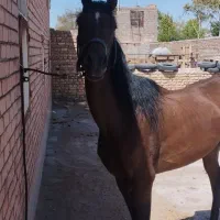 اسب عرب