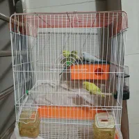 ۴ عدد مرغ عشق (۲ جفت) با قفس|پرنده|فردیس, شهرک وحدت|دیوار