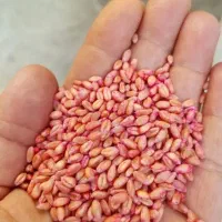 گندم اصلاح شده رقم پیشگام