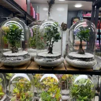 دستگل تراریوم بنسای سبدگل ترحیم تولد معلم روز