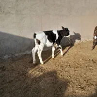 (گاو،گوساله،)