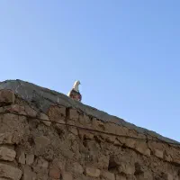 کبوتر طوقی|پرنده|ازنا, |دیوار