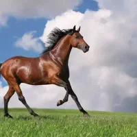 اسب عربی خوش رکاب و فوق العاده زیبا