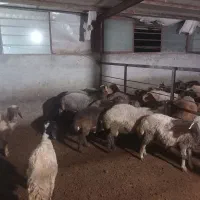 بره نر و گوسفند داشتی|حیوانات مزرعه|نکا, |دیوار