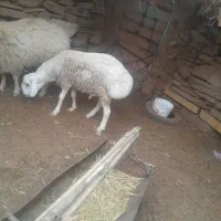بره نر چینی