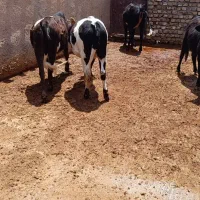 چهار راس تلیسه