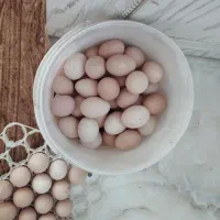 مرغ امروک وتاقچه و خروس امروک تخم نطفه دار جوجه|حیوانات مزرعه|مشهد, میان ولایت|دیوار