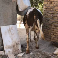 فروش خرید گاو افتاده گاوگوشتی گاوشیری