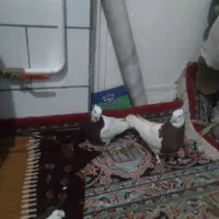 کفترکلاغ وطوقی