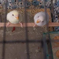 مرغ عشق|پرنده|کرمان, |دیوار