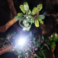 گیاه بوسفلاندیا