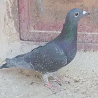 یک عدد ماده مسافتی چاپی|پرنده|سراوان, |دیوار