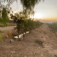 زمین-پسته