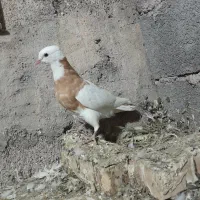 رنگی|پرنده|گتوند, |دیوار