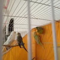 دو جفت مرغ عشق به فروش میرسد|پرنده|مشهد, مهدی آباد (بلوار توس)|دیوار