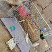 مرغ عشق