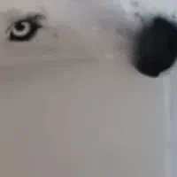 هاسکی نر کاملا اجتماعی