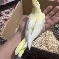 عروس هلندی سرلاکی