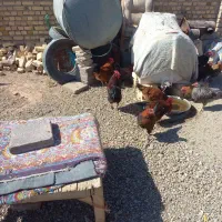 بچه خروس|حیوانات مزرعه|سلطانیه, |دیوار