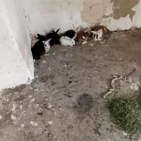خرگوش