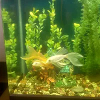 ماهی کوی سوپر باله