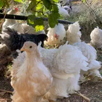 کوشین چهارماهه باکیفیت