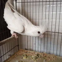 چند عدد عروس هلندی کلکسیونی به قیمت خوب