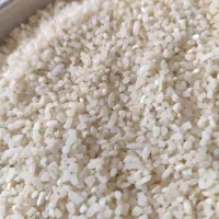 برنج  فجر برنج ضیغمی ممسنی نیم دانه کمفیروزی لوبیا|خوردنی و آشامیدنی|کازرون, |دیوار