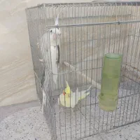 پرنده|پرنده|فسا, |دیوار