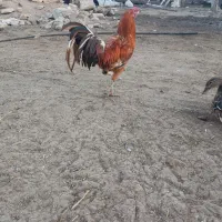 پرنده|حیوانات مزرعه|قزوین, |دیوار