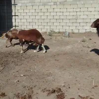 بره قوچ کبود|حیوانات مزرعه|گنبد کاووس, |دیوار