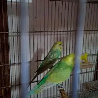 جفت رینبو|پرنده|رشت, فخب|دیوار