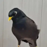 مرغ مینا|پرنده|شاهینشهر, گزبرخوار|دیوار