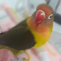 طوطی کوتوله دستی