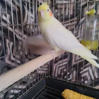 عروس هلندی-سخنگو