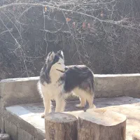 سگ هاسکی موبلند سیبری