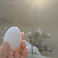 تخم بوقلمون و تخم مرغ محلی نطفه‌دار و خوراکی