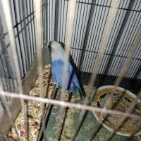 طوطی برزیلی و عروس هلندی|پرنده|میانه, |دیوار