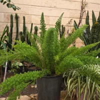 دم روباهی یا شویدی افوربیا با پیوند لاکتی