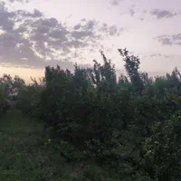 فروش باغ|فروش دفتر صنعتی، کشاورزی، تجاری|میاندوآب, |دیوار